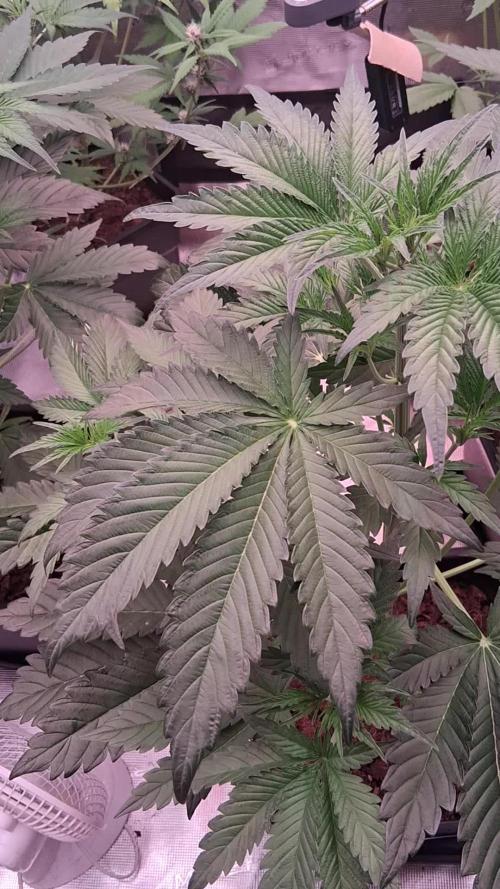 Mendo Frost Auto ❄️ 🏆