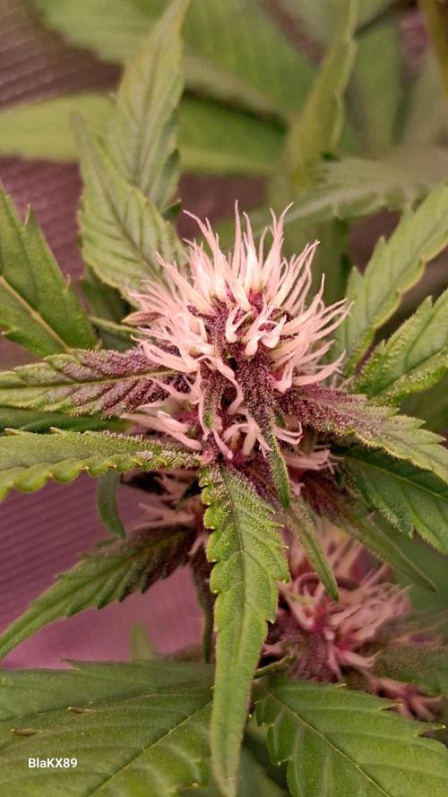 Auto | Namis Orangen von V-Buds mit EPN. Week 4