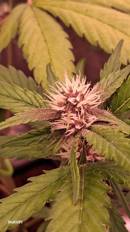 Auto | Namis Orangen von V-Buds mit EPN. Week 4