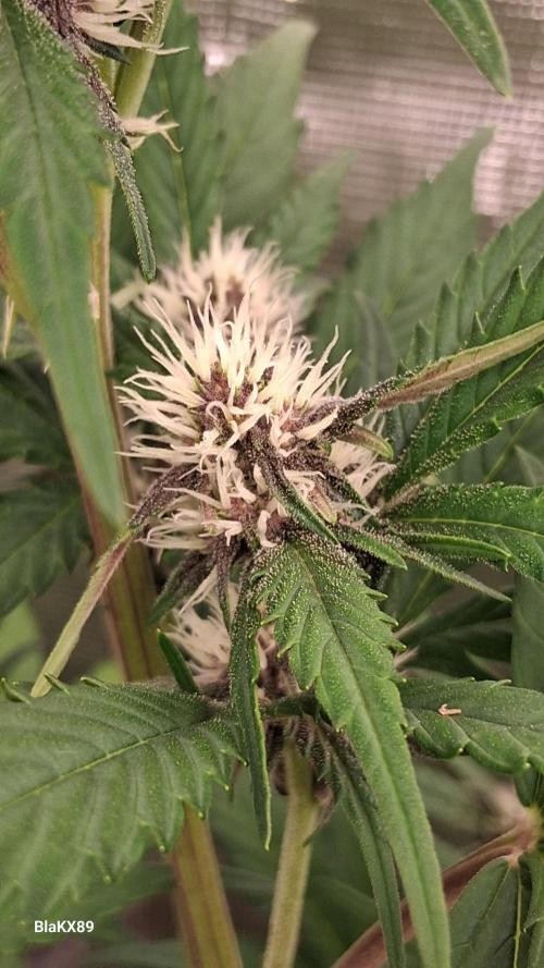 Auto | Namis Orangen von V-Buds mit EPN. Week 4