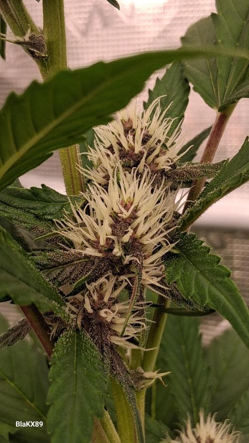 Auto | Namis Orangen von V-Buds mit EPN. Week 4