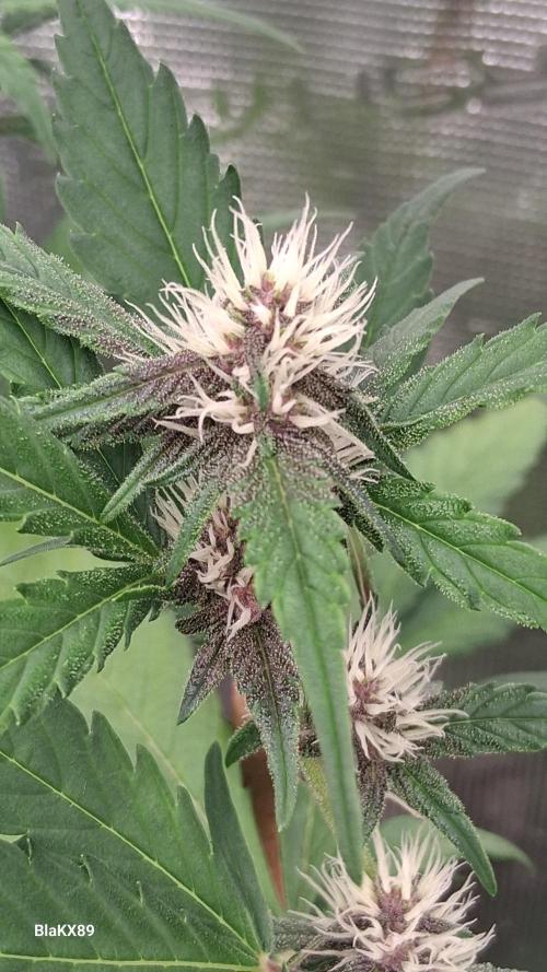 Auto | Namis Orangen von V-Buds mit EPN. Week 4