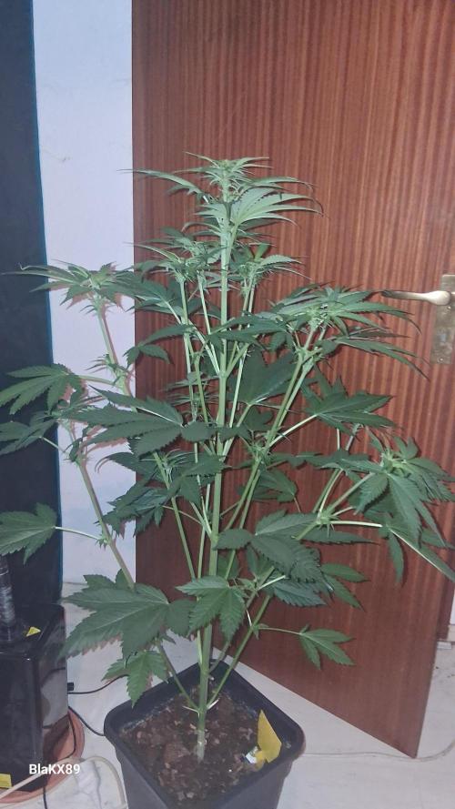 Banana Purple Auto | Paradise Seeds. Week 4