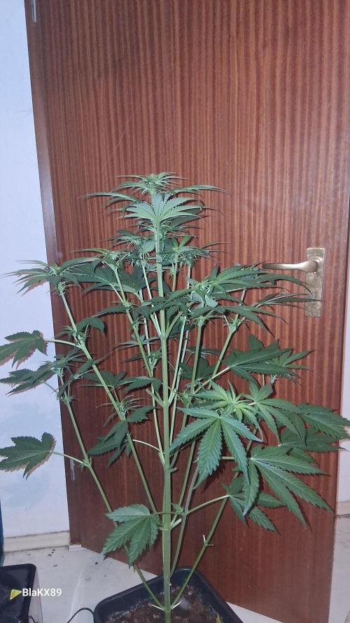 Banana Purple Auto | Paradise Seeds. Week 4
