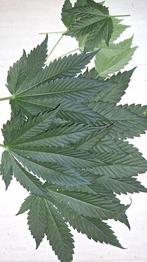 Banana Purple Auto | Paradise Seeds. Week 4