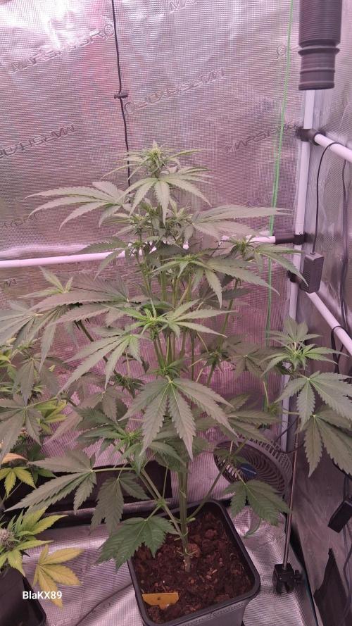 Banana Purple Auto | Paradise Seeds. Week 4