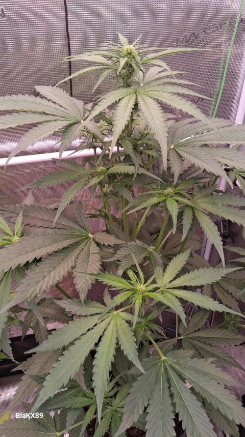 Banana Purple Auto | Paradise Seeds. Week 4
