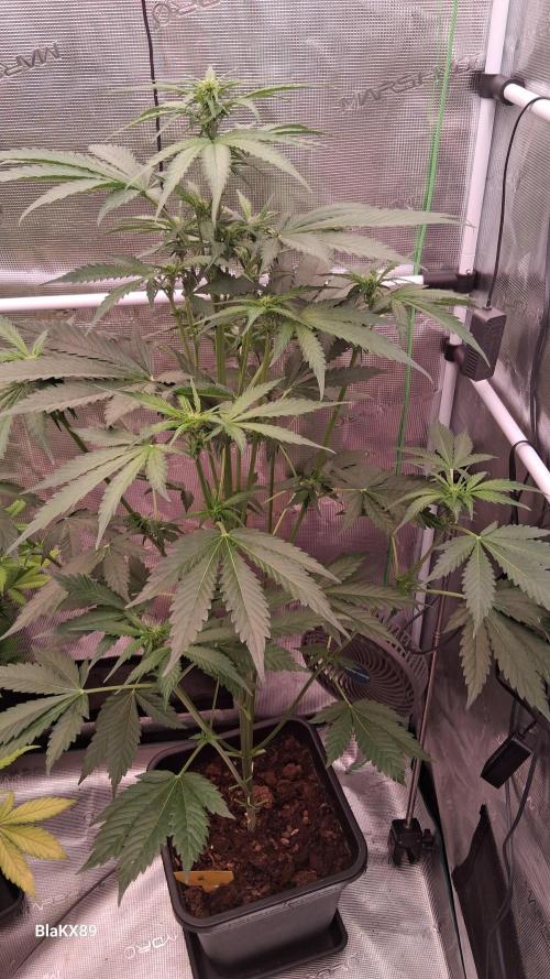 Banana Purple Auto | Paradise Seeds. Week 4