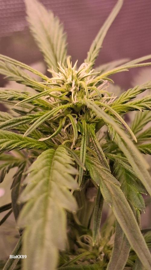 Banana Purple Auto | Paradise Seeds. Week 4