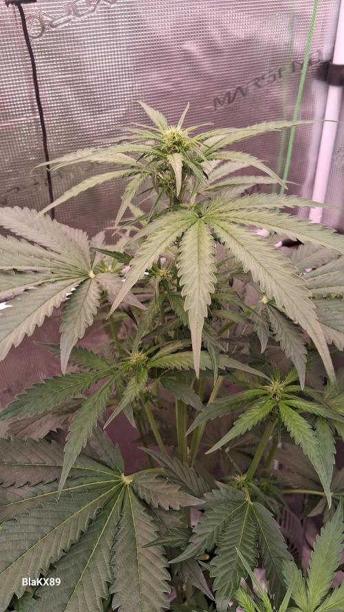 Banana Purple Auto | Paradise Seeds. Week 4