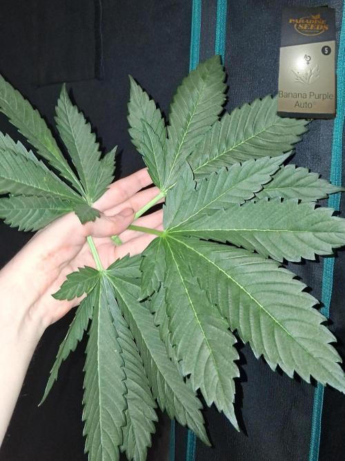 Banana Purple Auto | Paradise Seeds. Week 4