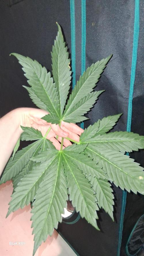 Banana Purple Auto. Week 4