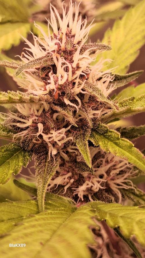 Auto | Namis Orangen von V-Buds mit EPN. Week 5