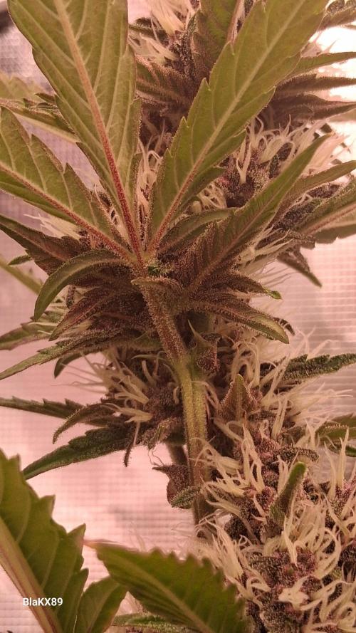 Auto | Namis Orangen von V-Buds mit EPN. Week 5