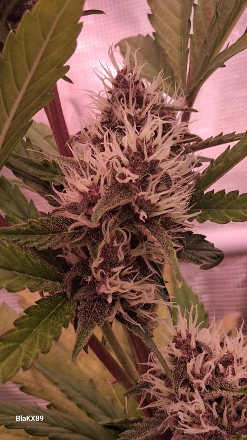 Auto | Namis Orangen von V-Buds mit EPN. Week 5