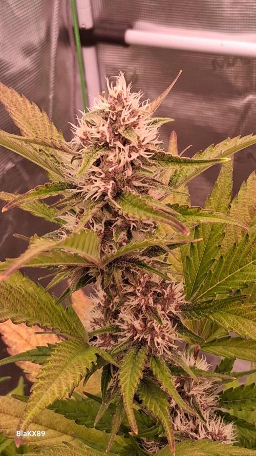 Auto | Namis Orangen von V-Buds mit EPN. Week 5