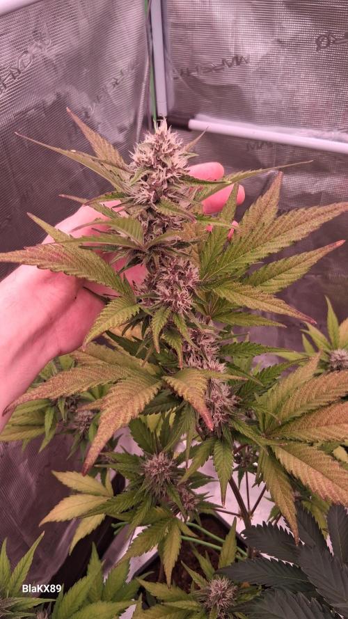 Auto | Namis Orangen von V-Buds mit EPN. Week 5