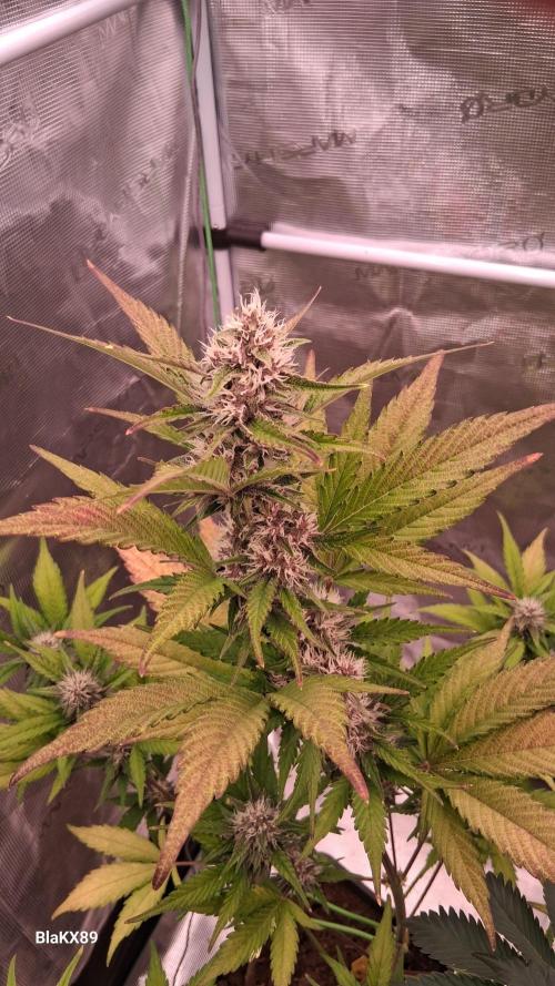 Auto | Namis Orangen von V-Buds mit EPN. Week 5