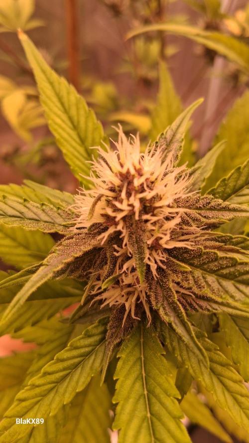 Auto | Namis Orangen von V-Buds mit EPN. Week 5