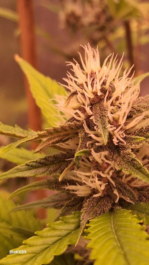 Auto | Namis Orangen von V-Buds mit EPN. Week 5