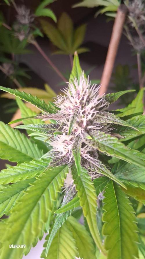 Auto | Namis Orangen von V-Buds mit EPN. Week 5