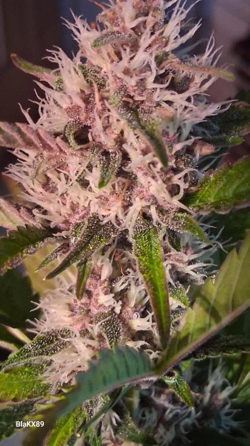 Auto | Namis Orangen von V-Buds mit EPN. Week 5