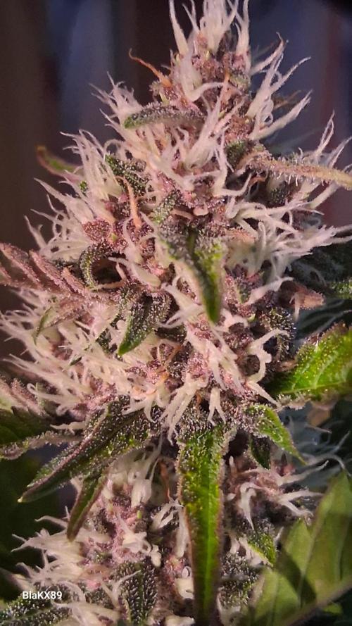 Auto | Namis Orangen von V-Buds mit EPN. Week 5