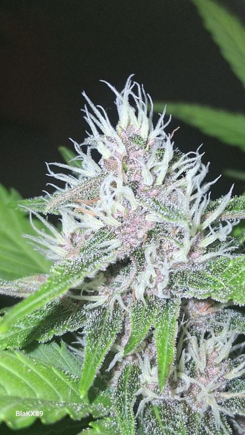 Auto | Namis Orangen von V-Buds mit EPN. Week 5