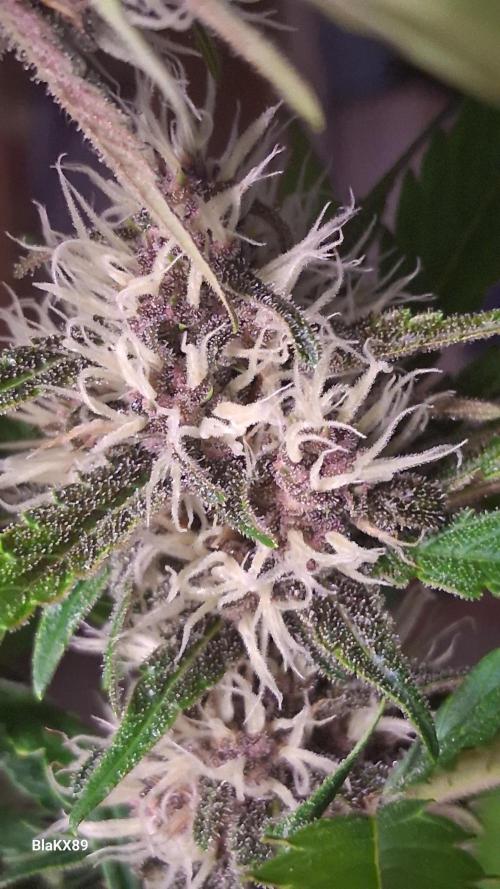 Auto | Namis Orangen von V-Buds mit EPN. Week 5