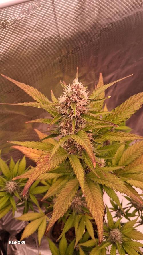 Auto | Namis Orangen von V-Buds mit EPN. Week 5