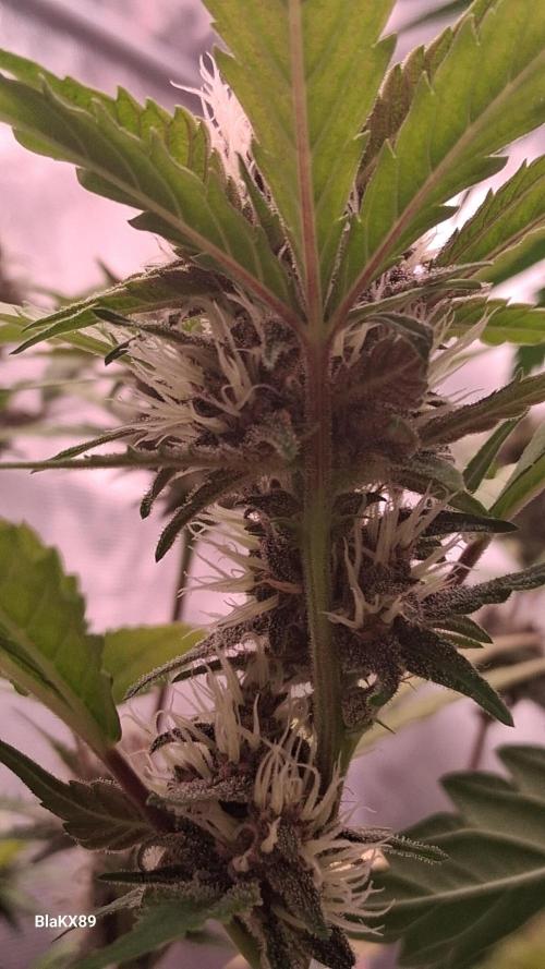 Auto | Namis Orangen von V-Buds mit EPN. Week 5