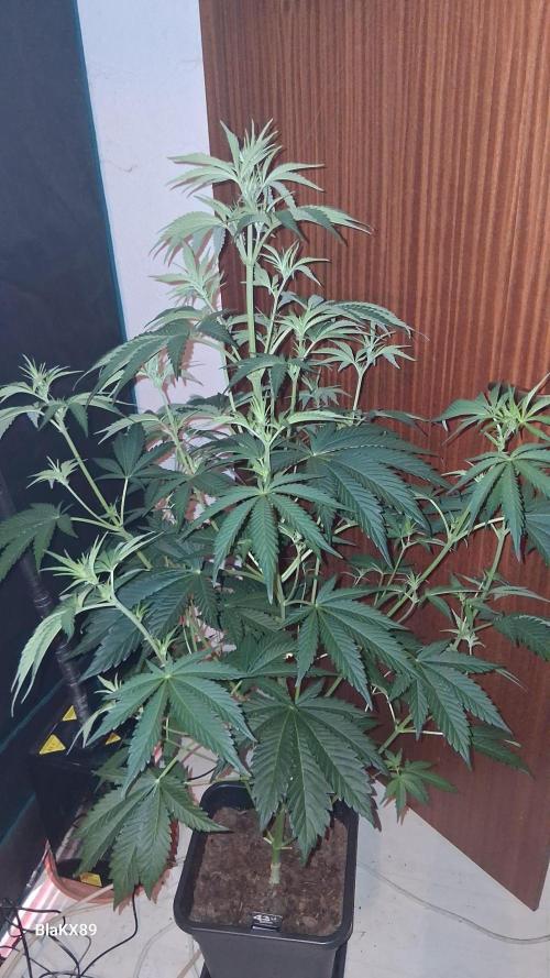 Mendo Frost Auto ❄️ 🏆. Week 4