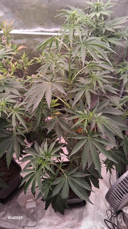 Mendo Frost Auto ❄️ 🏆. Week 4