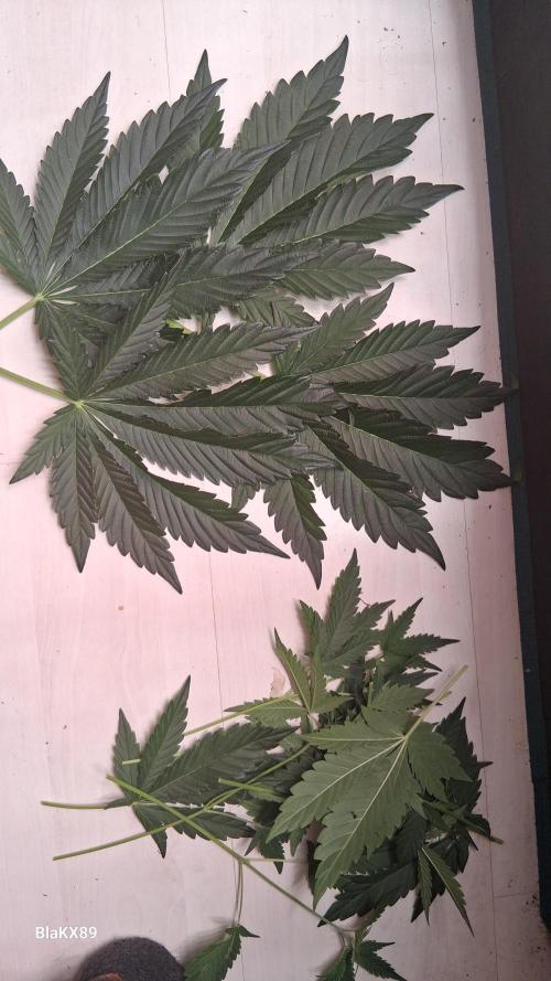Mendo Frost Auto ❄️ 🏆. Week 4