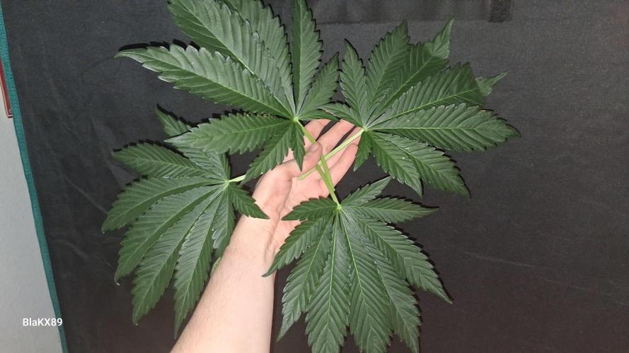 Mendo Frost Auto ❄️ 🏆. Week 4