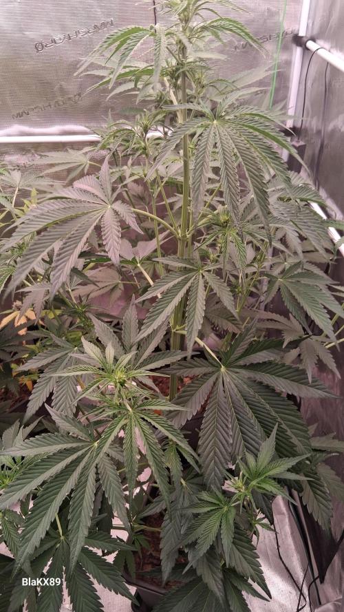 Mendo Frost Auto ❄️ 🏆. Week 4
