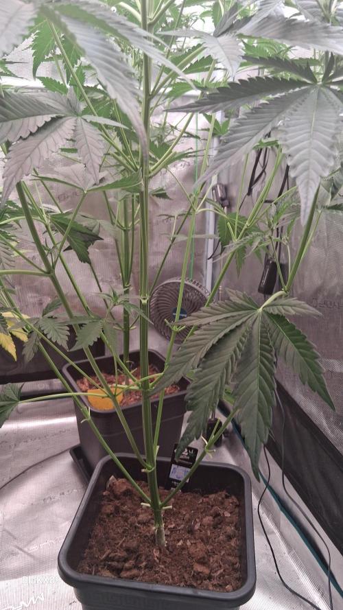 Mendo Frost Auto ❄️ 🏆. Week 4