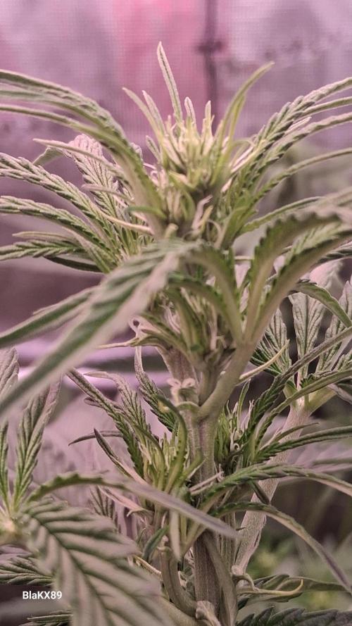 Mendo Frost Auto ❄️ 🏆. Week 4