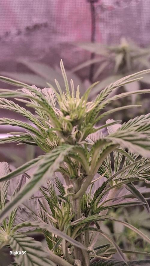 Mendo Frost Auto ❄️ 🏆. Week 4