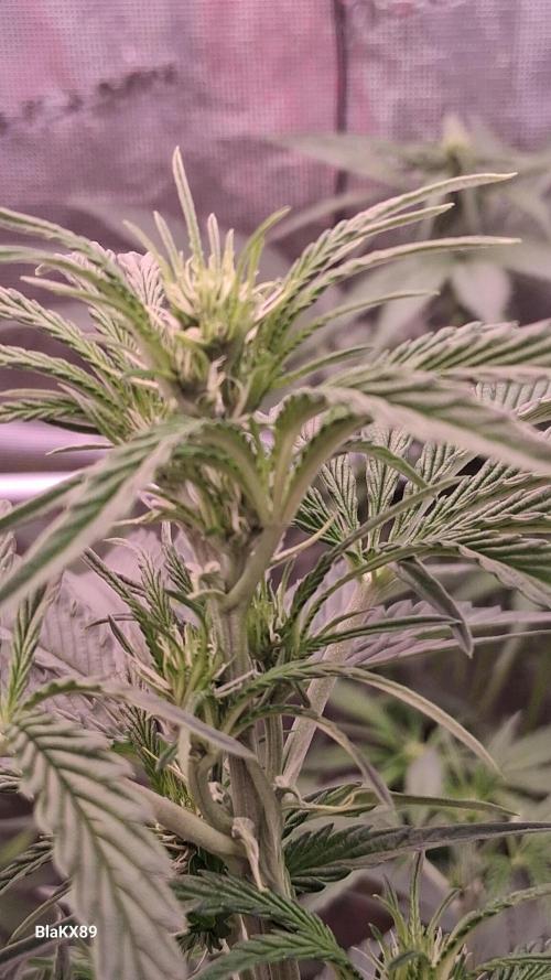 Mendo Frost Auto ❄️ 🏆. Week 4