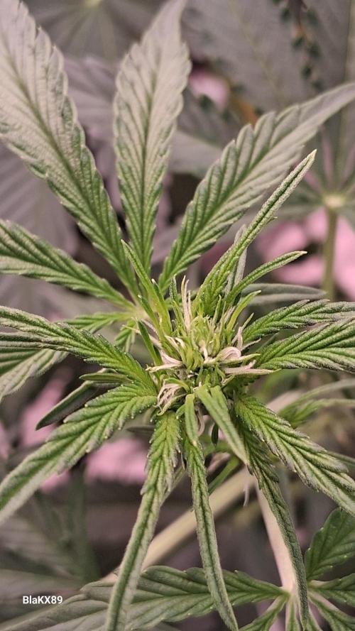 Mendo Frost Auto ❄️ 🏆. Week 4