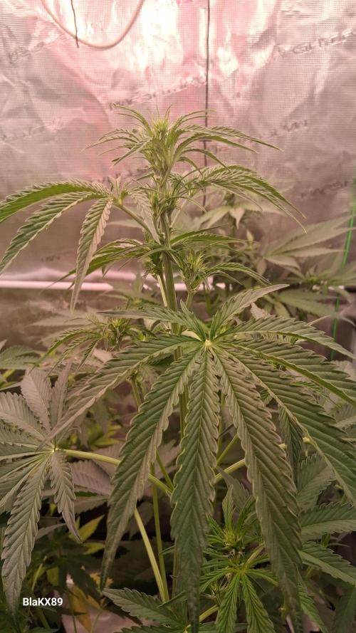 Mendo Frost Auto ❄️ 🏆. Week 4
