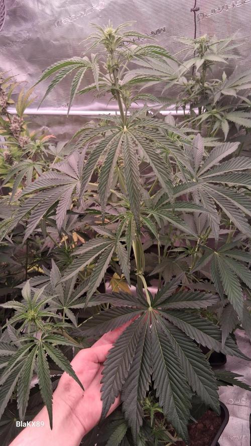 Mendo Frost Auto ❄️ 🏆. Week 4