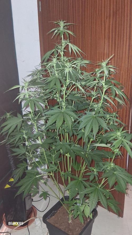Guava Runtz Auto - Champion Line 🏆. Week 4