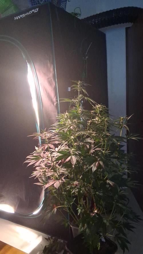 Guava Runtz Auto - Champion Line 🏆. Week 4