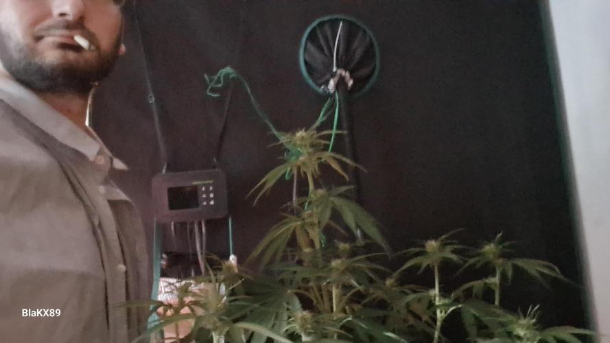 Guava Runtz Auto - Champion Line 🏆. Week 4