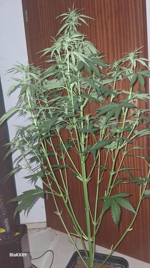 Guava Runtz Auto - Champion Line 🏆. Week 4