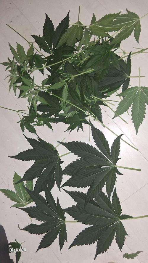 Guava Runtz Auto - Champion Line 🏆. Week 4