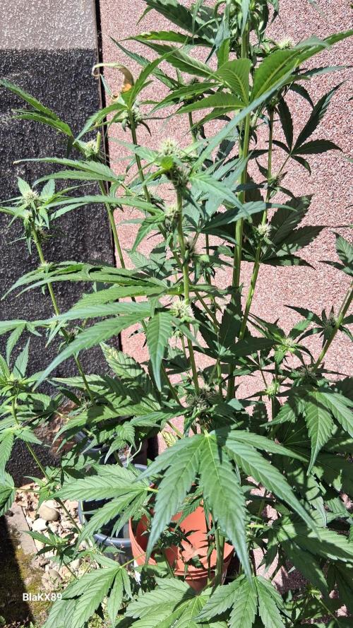 Purple Lemonade Auto RF3 😈🥤3️⃣. Week 4