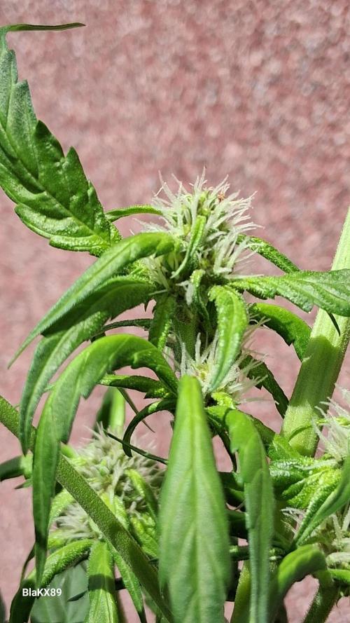Purple Lemonade Auto RF3 😈🥤3️⃣. Week 4